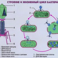 Уничтожение бактерии бактериофагом